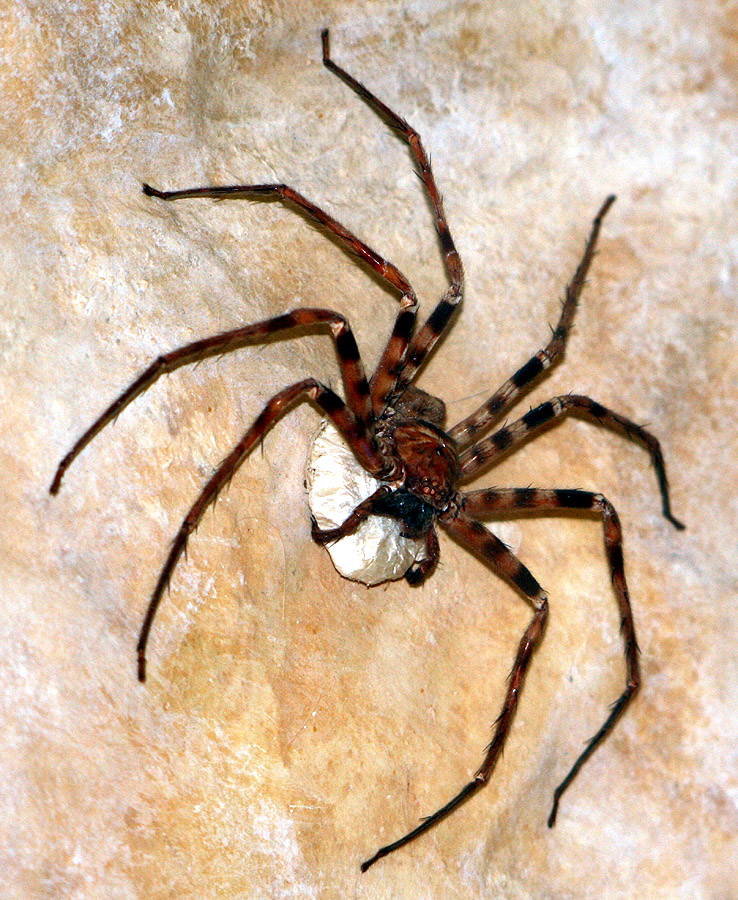 Giant Huntsman Spider